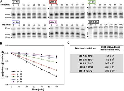 Acidic pH Decreases the Endonuclease Activity of Initiator RepB and Increases the Stability of the Covalent RepB-DNA Intermediate while Has Only a Limited Effect on the Replication of Plasmid pMV158 in Lactococcus lactis